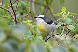 Bananaquit